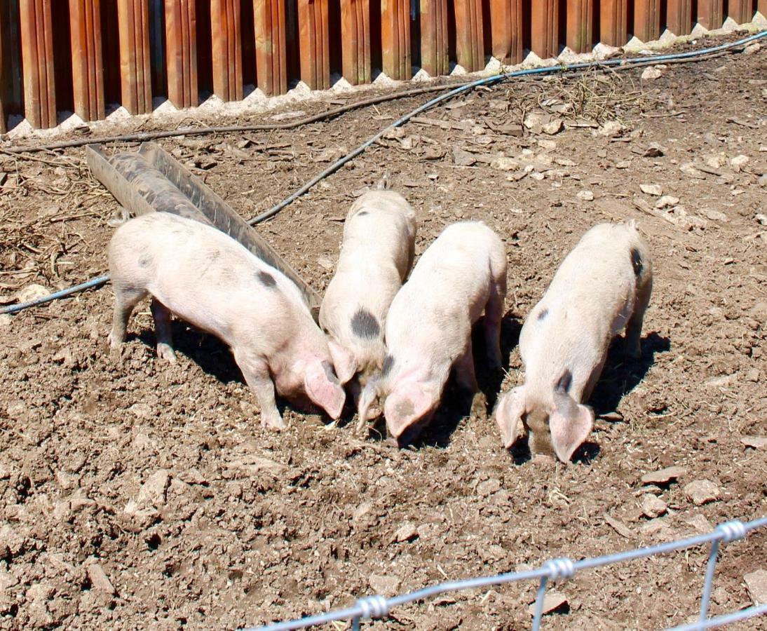 Woodcock Farm Lägenhet Bristol Exteriör bild